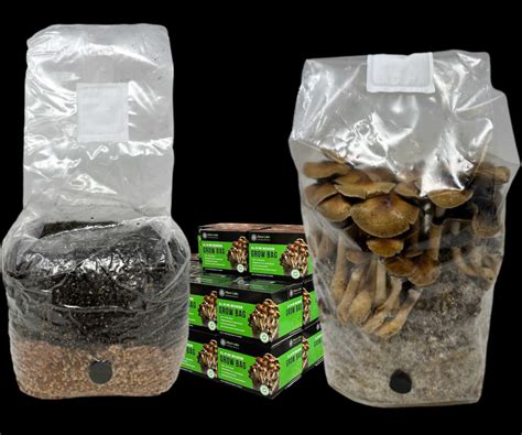 mushroom grow bag